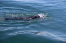 BODENSEEBOOT-Schwimmen-Katja-Rauch-2018-09-05-Bodensee-Community-SEECHAT_DE-IMG_1674.JPG