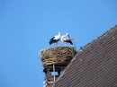 RIEDLINGEN-Gallusmarkt-Sonntag-181014DSCF0007.JPG