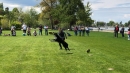 Hundeshow-Rorschach-2019-05-19-Bodensee-Community-SEECHAT_DE-_13_.jpg