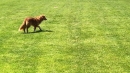 Hundeshow-Rorschach-2019-05-19-Bodensee-Community-SEECHAT_DE-_15_.jpg