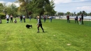 Hundeshow-Rorschach-2019-05-19-Bodensee-Community-SEECHAT_DE-_16_.jpg