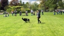 Hundeshow-Rorschach-2019-05-19-Bodensee-Community-SEECHAT_DE-_1_.jpg