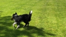 Hundeshow-Rorschach-2019-05-19-Bodensee-Community-SEECHAT_DE-_20_.jpg