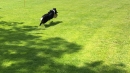 Hundeshow-Rorschach-2019-05-19-Bodensee-Community-SEECHAT_DE-_25_.jpg