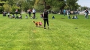 Hundeshow-Rorschach-2019-05-19-Bodensee-Community-SEECHAT_DE-_32_.jpg