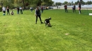 Hundeshow-Rorschach-2019-05-19-Bodensee-Community-SEECHAT_DE-_38_.jpg