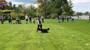 Hundeshow-Rorschach-2019-05-19-Bodensee-Community-SEECHAT_DE-_47_.jpg