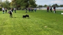 Hundeshow-Rorschach-2019-05-19-Bodensee-Community-SEECHAT_DE-_49_.jpg