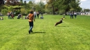 Hundeshow-Rorschach-2019-05-19-Bodensee-Community-SEECHAT_DE-_4_.jpg