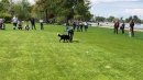 Hundeshow-Rorschach-2019-05-19-Bodensee-Community-SEECHAT_DE-_50_.jpg