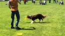 Hundeshow-Rorschach-2019-05-19-Bodensee-Community-SEECHAT_DE-_9_.jpg
