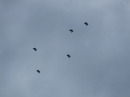 Tag-der-Bundeswehr-Pfullendorf-2019-06-15-Bodensee-Community-SEECHAT_DE-_77_.JPG