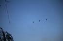 Zuerifaescht-Zuerich-2019-07-06-Bodensee-Community-SEECHAT_DE-_138_.JPG