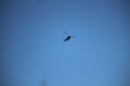 Zuerifaescht-Zuerich-2019-07-06-Bodensee-Community-SEECHAT_DE-_140_.JPG