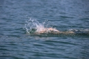 Bodenseeequerung-Bodenseeboot-Laier-250719-Bodensee-Community-SEECHAT_DE-IMG_2556.JPG