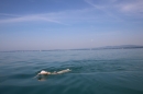 Bodenseeequerung-Bodenseeboot-Laier-250719-Bodensee-Community-SEECHAT_DE-IMG_2685.JPG