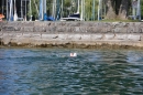 BODENSEEBOOT-Querung-Patrick-Loechle-010819-Bodensee-Community-SEECHAT_DE-IMG_3272.JPG