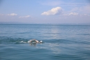 BODENSEEBOOT-Querung-Patrick-Loechle-010819-Bodensee-Community-SEECHAT_DE-IMG_3350.JPG