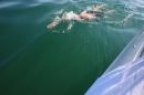 BODENSEEBOOT-Querung-Stefan-Koske-FN-140819-Bodensee-Community-SEECHAT_DE-IMG_4563.JPG