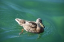 BODENSEEBOOT-Querung-Stefan-Koske-FN-140819-Bodensee-Community-SEECHAT_DE-IMG_4623.JPG