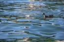 BODENSEEBOOT-Querung-Stefan-Koske-FN-140819-Bodensee-Community-SEECHAT_DE-IMG_4627.JPG