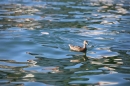 BODENSEEBOOT-Querung-Stefan-Koske-FN-140819-Bodensee-Community-SEECHAT_DE-IMG_4629.JPG