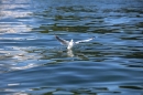 BODENSEEBOOT-Querung-Stefan-Koske-FN-140819-Bodensee-Community-SEECHAT_DE-IMG_4631.JPG