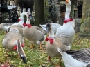 Winterzauber-EUROPAPARK-26-11-2019-Bodensee-Community-SEECHAT_DE-0029.jpg