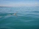 BODENSEEBOOT_DE-Friedrichshafen-Romanshorn-190720-Bodensee-Community-SEECHAT_DE-P1050821.JPG