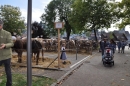 Viehschau-Herisau-Bodensee-Community-seechat-2021-_80_.jpg