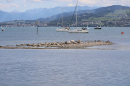SummerDays-2026-08-29-Arbon-Bodensee-Community-SEECHAT_DE-3H4A3670.JPG