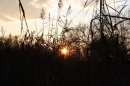 Immenstaad-am-Bodensee-Sonnenuntergang-07_11_2008-seechat_de-IMG_1948.JPG