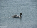 seechat_de_2008_0508.jpg