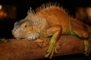 Reptilien-Ausstellung-Ravensburg-02_11_2008-seechat_de-IMG_1850.JPG
