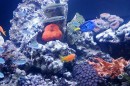 Aqua-Fisch-Bodensee.JPG