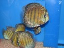 Aqua-Fisch-Messe-Friedrichshafen-070309-seechat_de-IMG_7396.JPG