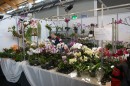 Aqua_Fisch_messe_Fridrichshafen_Seechat_de_Michael_WohlfarthDSC09714.JPG