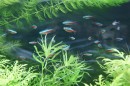 Aqua_Fisch_messe_Fridrichshafen_Seechat_de_Michael_WohlfarthDSC09748.JPG