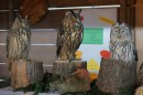 Aqua_Fisch_messe_Fridrichshafen_Seechat_de_Michael_WohlfarthDSC09796.JPG