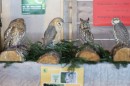 Aqua_Fisch_messe_Fridrichshafen_Seechat_de_Michael_WohlfarthDSC09798.JPG