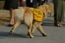 Mittelalter-Spectaculum-220809-seechat_de-Die-Bodensee-Community-_16.JPG