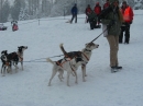 Schlittenhunderennen-Todtmoos-20100131-Bodensee-Community-seechat_de-IMG_8493.JPG