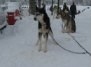 Schlittenhunderennen-Todtmoos-20100131-Bodensee-Community-seechat_de-IMG_8514.JPG