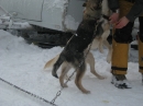 Schlittenhunderennen-Todtmoos-20100131-Bodensee-Community-seechat_de-IMG_8515.JPG