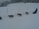 Schlittenhunderennen-Todtmoos-20100131-Bodensee-Community-seechat_de-IMG_8545.JPG