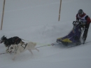 Schlittenhunderennen-Todtmoos-20100131-Bodensee-Community-seechat_de-IMG_8551.JPG