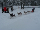 Schlittenhunderennen-Todtmoos-20100131-Bodensee-Community-seechat_de-IMG_8557.JPG