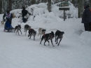 Schlittenhunderennen-Todtmoos-20100131-Bodensee-Community-seechat_de-IMG_8577.JPG