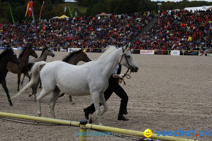 Hengstparade Marbach 2008