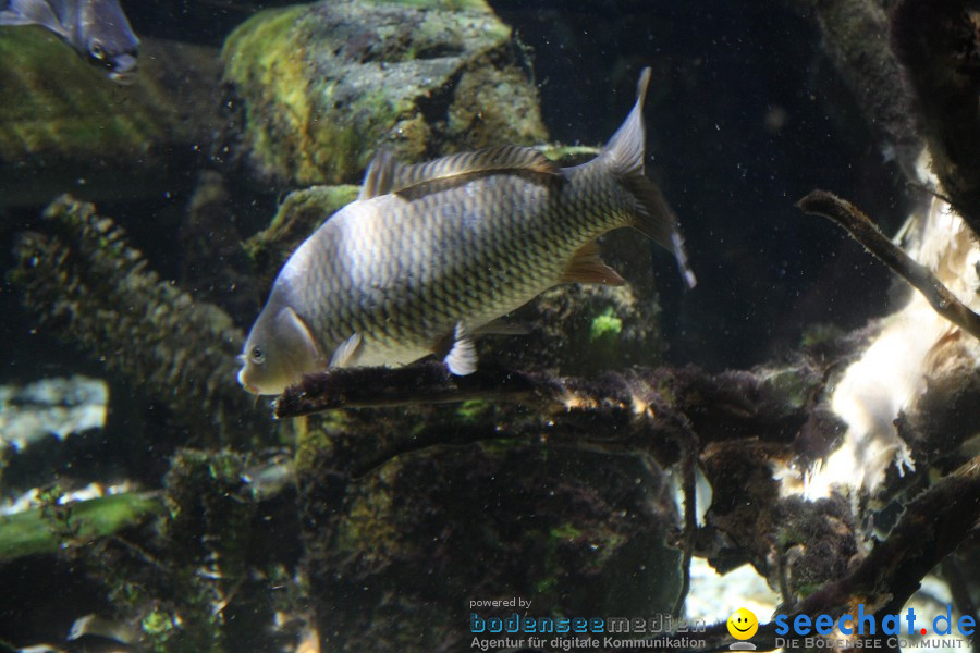 SEA LIFE - Meeresaquarium in Konstanz am Bodensee, 31.07.2011